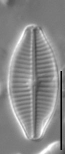 Geissleria kreigeri LM4