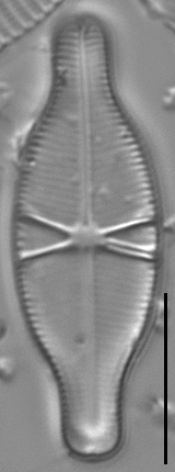 Capartogramma crucicula LM3