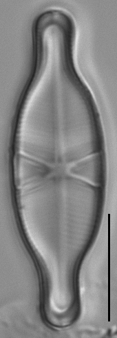 Capartogramma crucicula LM4