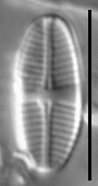 Psammothidium lauenburgianum LM1