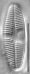 Psammothidium lauenburgianum LM5