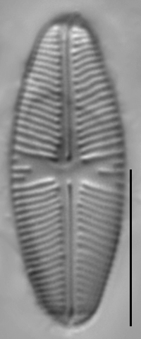 Sellaphora meridionalis LM1