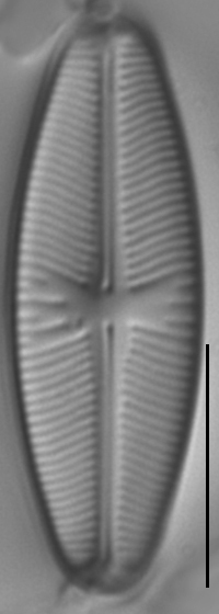 Sellaphora meridionalis LM3