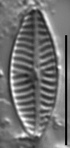 Navicula reichardtiana LM6