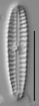 G Pygmaeum 111316A 003Rev