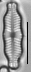 Geissleria ignota LM4