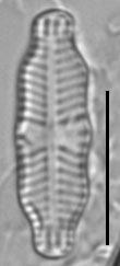 Geissleria ignota LM3