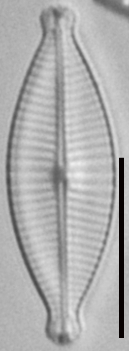 Geissleria declivis LM1