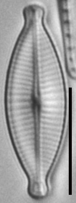 Geissleria declivis LM6