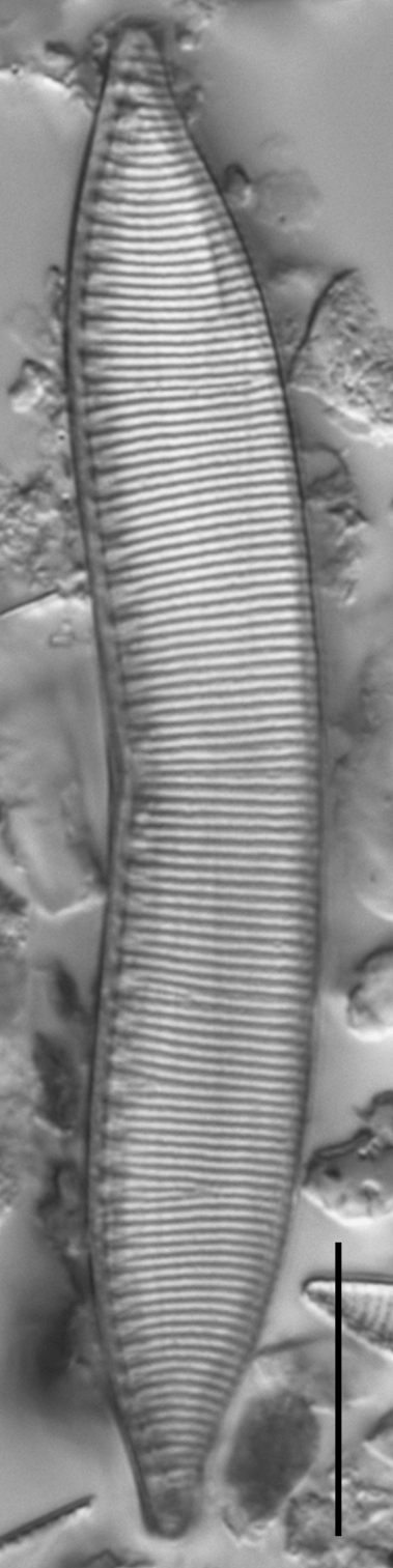 Hantzschia amphioxys LM3