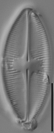 Psammothidium lacustre LM2