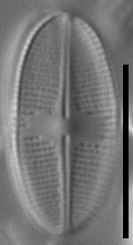 Psammothidium nivale LM3