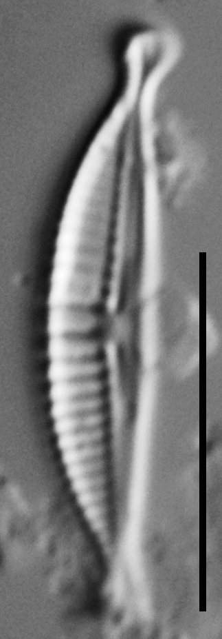 Halamphora subtilis LM1