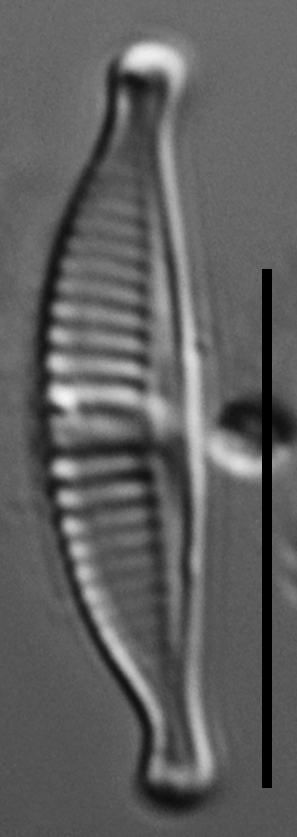 Halamphora subtilis LM10