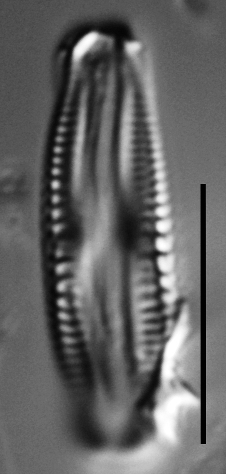 Halamphora subtilis LM13