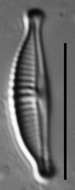 Halamphora subtilis LM17