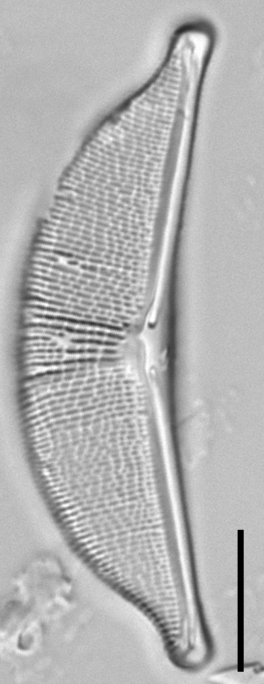 Halamphora elongata LM4