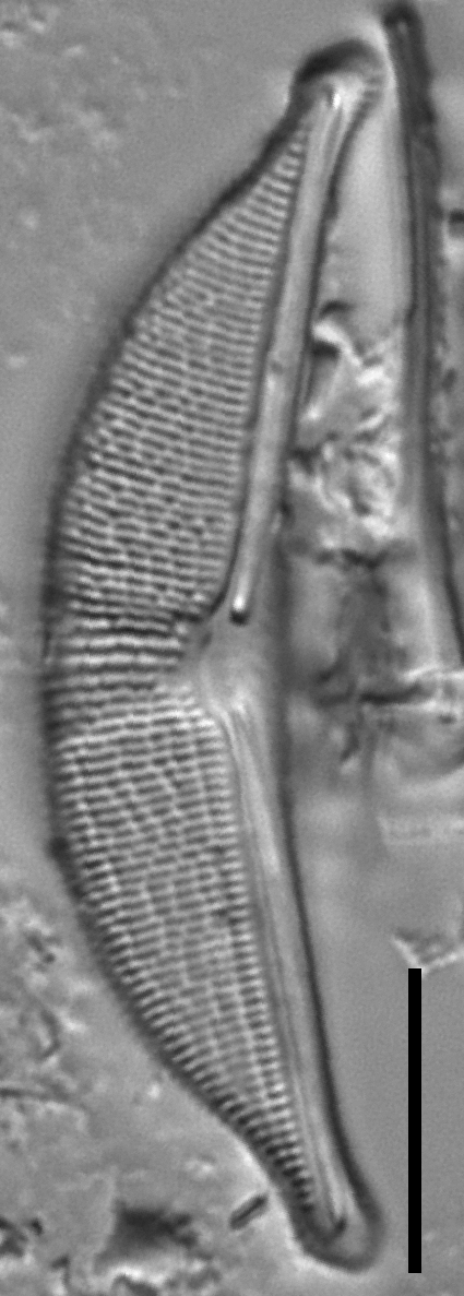 Halamphora elongata LM5