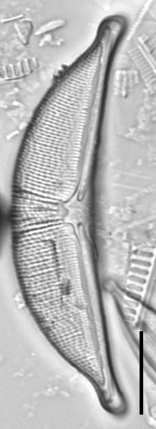 Halamphora elongata LM3