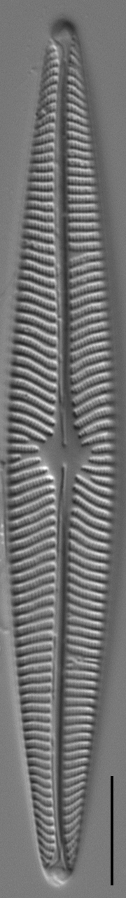 Navicula radiosa LM4