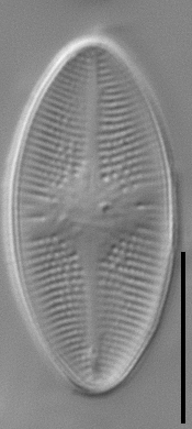 Psammothidium lacustre LM3