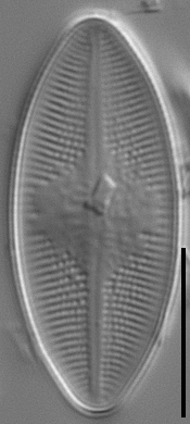 Psammothidium lacustre LM6