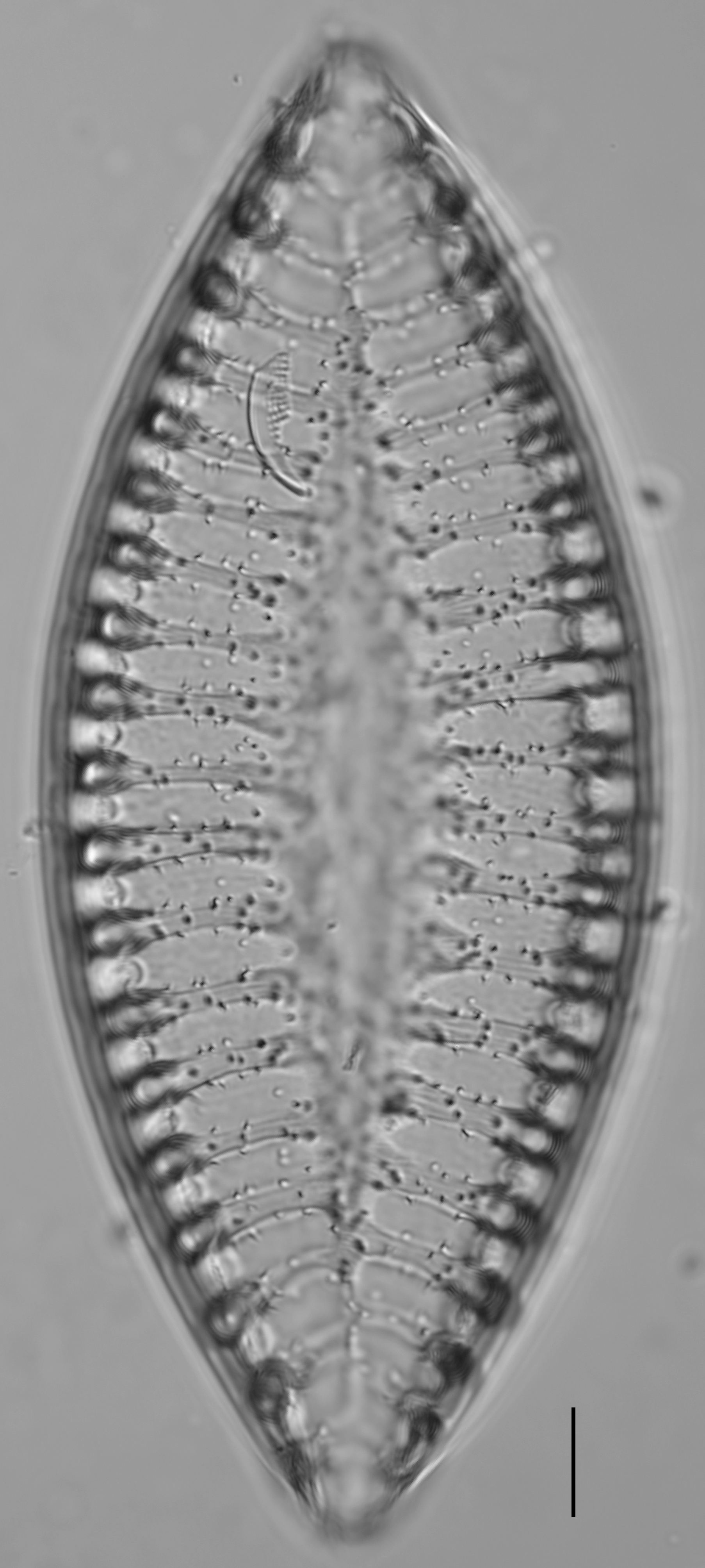 Iconella bifrons LM3