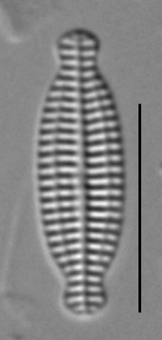 K Nitidiformis Holly29 4