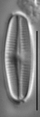 Achnanthidium kranzii LM2