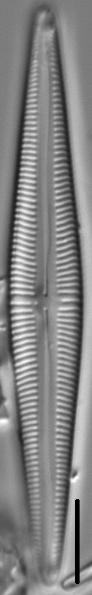 Kurtkrammeria weilandii LM4