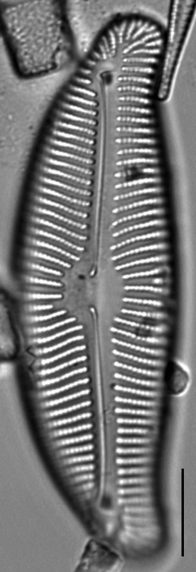 Encyonema leibleinii LM4