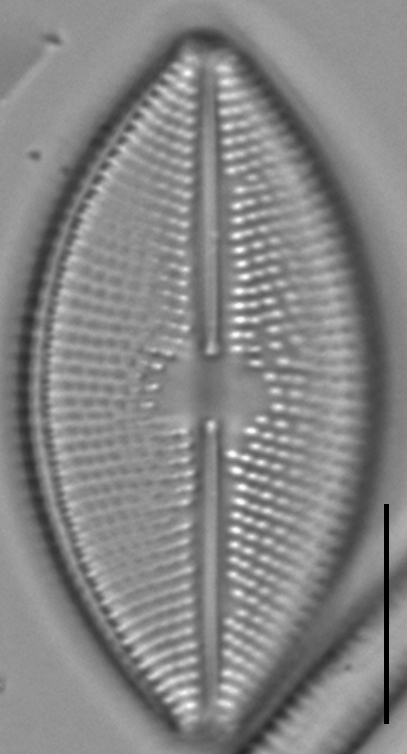 Lacustriella lacustris LM6