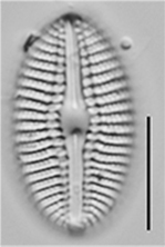 Diploneis puellafallax LM1