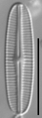 Rossithidium anastasiae LM7