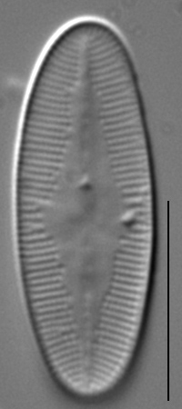 Psammothidium daonense LM3