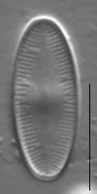 Psammothidium daonense LM2