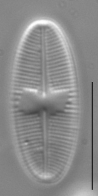 Psammothidium daonense LM1