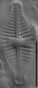 Planothidium dubium LM8