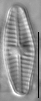 Planothidium frequentissimum LM3