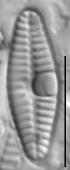 Planothidium frequentissimum LM2