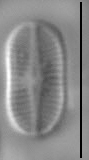 Psammothidium didymum LM7