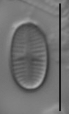 Psammothidium curtissimum LM3