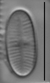 Psammothidium curtissimum LM2