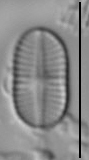 Psammothidium didymum LM4