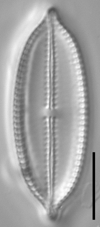 Mastogloia lucayensis LM3