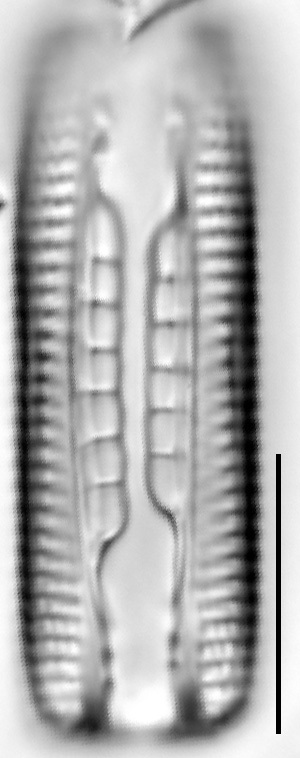 Mastogloia taralunae LM2