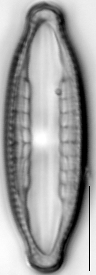 Mastogloia taralunae LM5