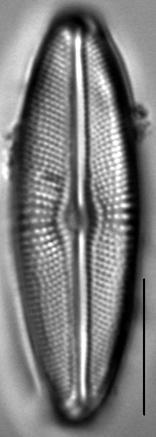 Muelleria agnellus LM6