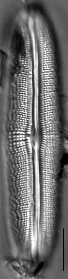 Muelleria spauldingiae LM1