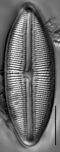 Muelleria spauldingiae LM6